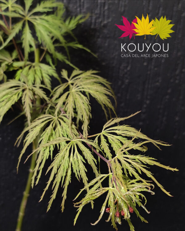 Acer Palmatum 'Inaba Shidare'