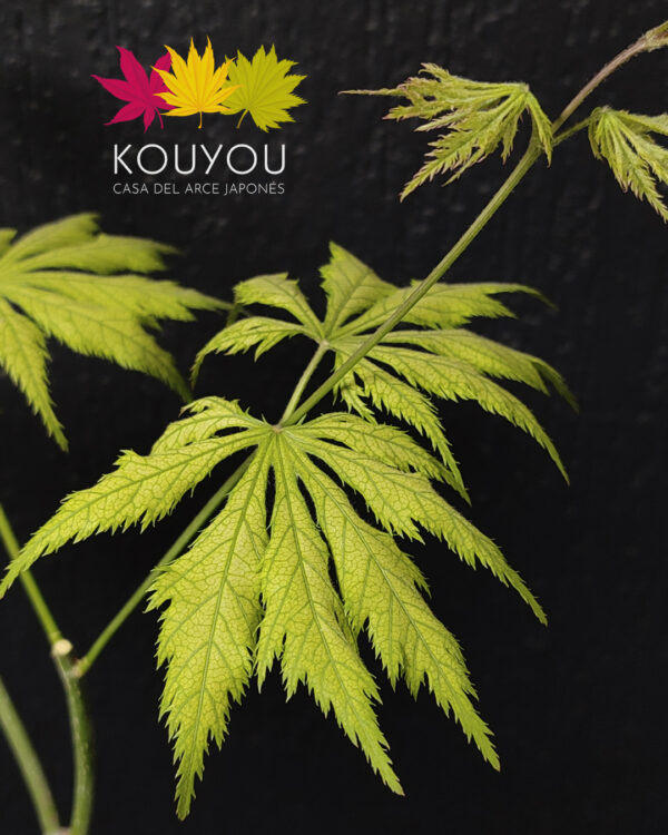Acer Palmatum 'Koyuki'