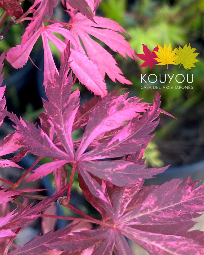 Acer Palmatum 'Lileeanne's Jewel'