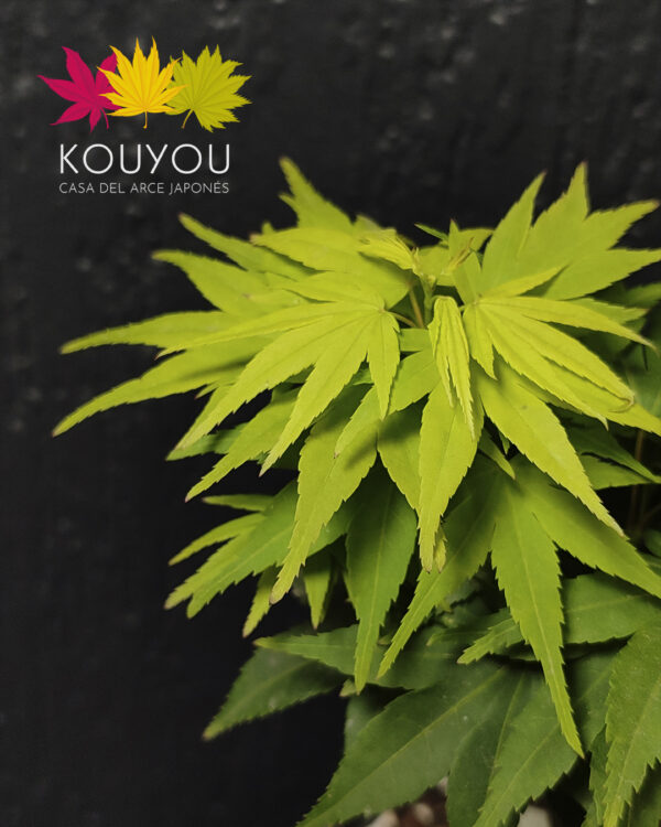 Acer Palmatum 'Mikawa Yatsubusa'