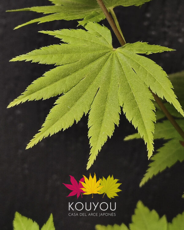 Acer Shirasawanum 'Jordan'