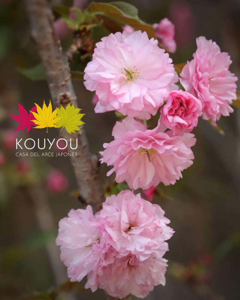Cerezo Japonés 'Kanzan' - Prunus Serrulata 'Kanzan'