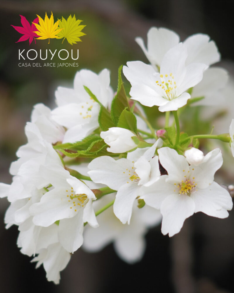 Cerezo Japonés 'Oshima' - Prunus Speciosa