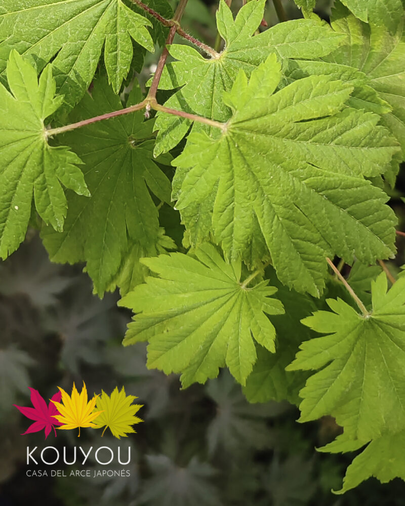 Acer Japonicum 'Emmett´s Pumpkin'