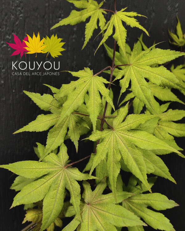 Acer Palmatum 'Amber Ghost'