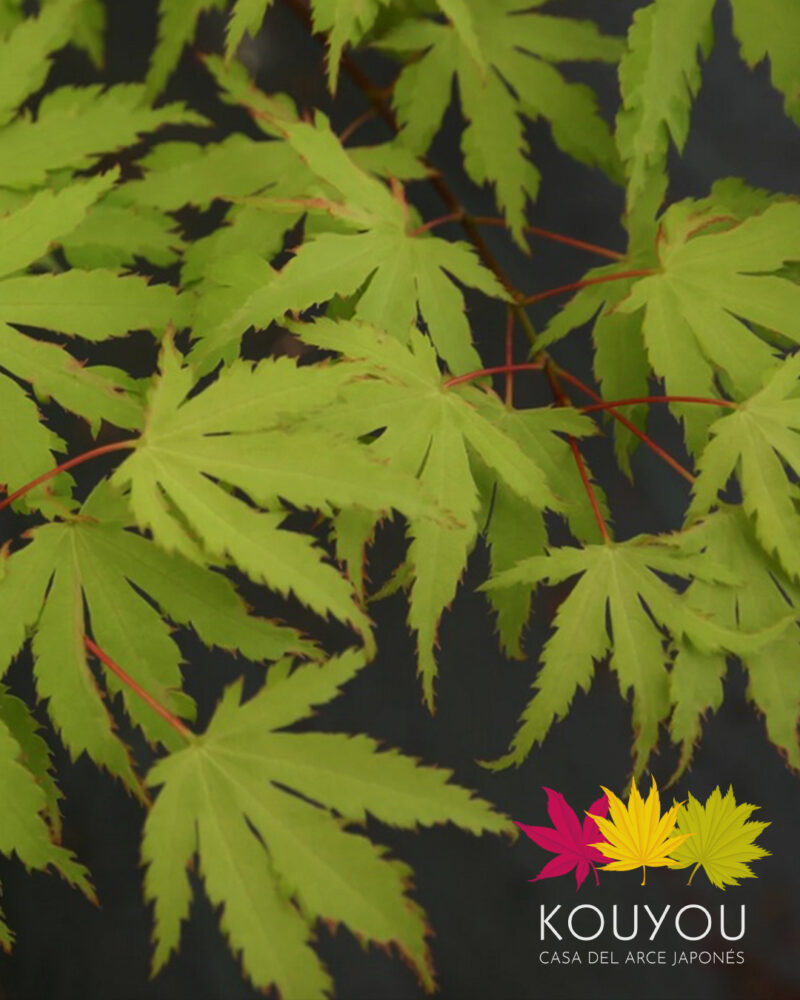 Acer Palmatum 'Anne Irene'