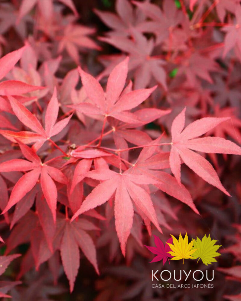 Acer Palmatum 'Fireglow'
