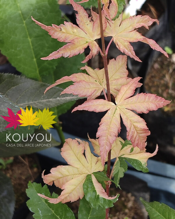 Acer Palmatum 'Oridono Nishiki'