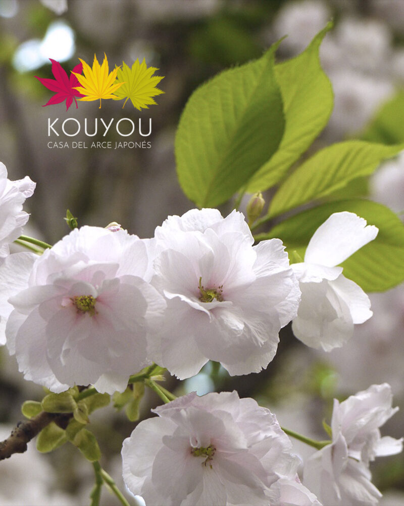 Cerezo Japonés 'Blushing Bride' - Prunus Shogetsu