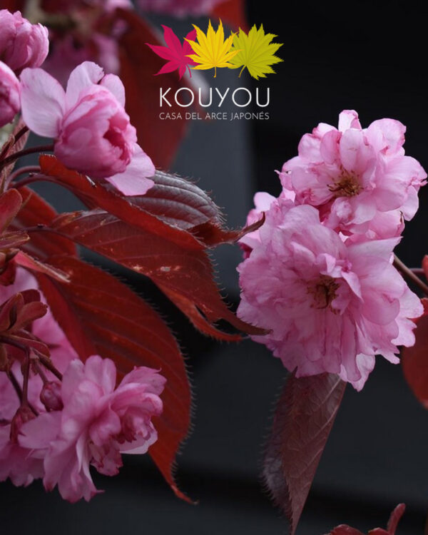 Cerezo Japonés 'Royal Burgundy' - Prunus Serrulata 'Royal Burgundy'