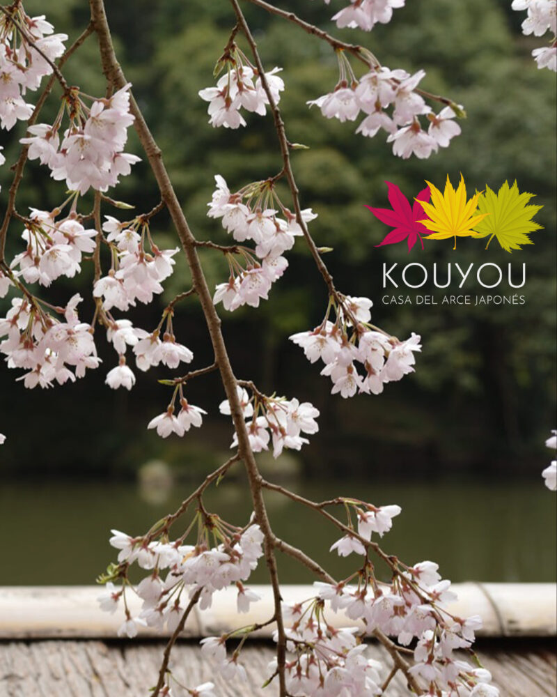 Cerezo Japonés 'Snow Fountains' - Prunus x 'Snofozam'