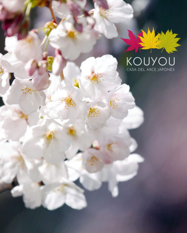 Cerezo Japonés 'Somei-Yoshino' - Prunus x Yedoensis 'Somei-Yoshino'