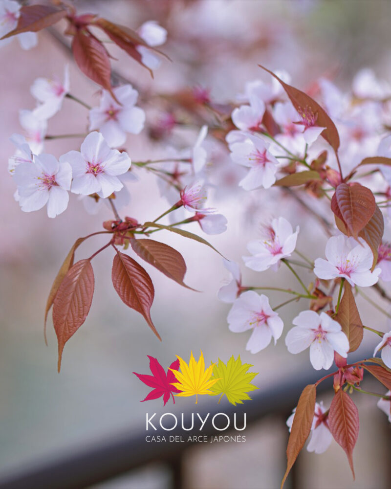 Cerezo Japonés Yamazakura - Prunus Jamasakura