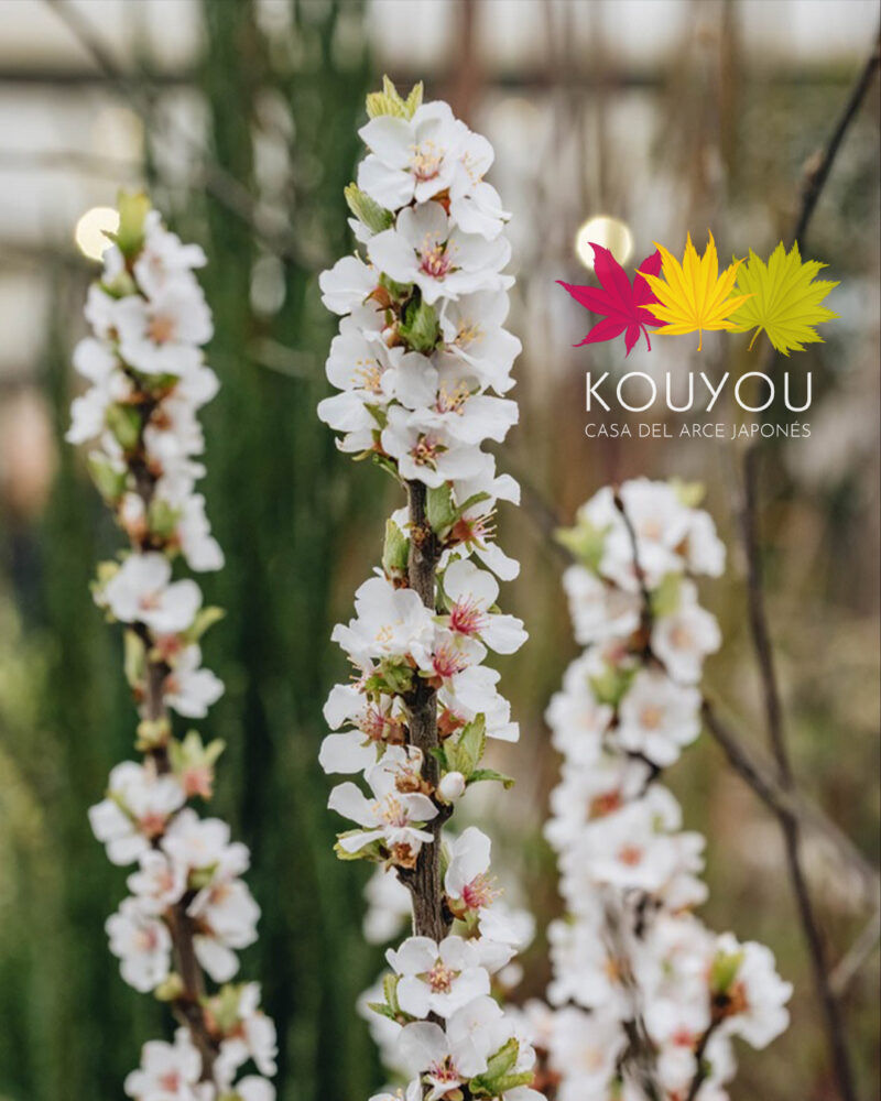 Nanking Cherry - Prunus Tomentosa
