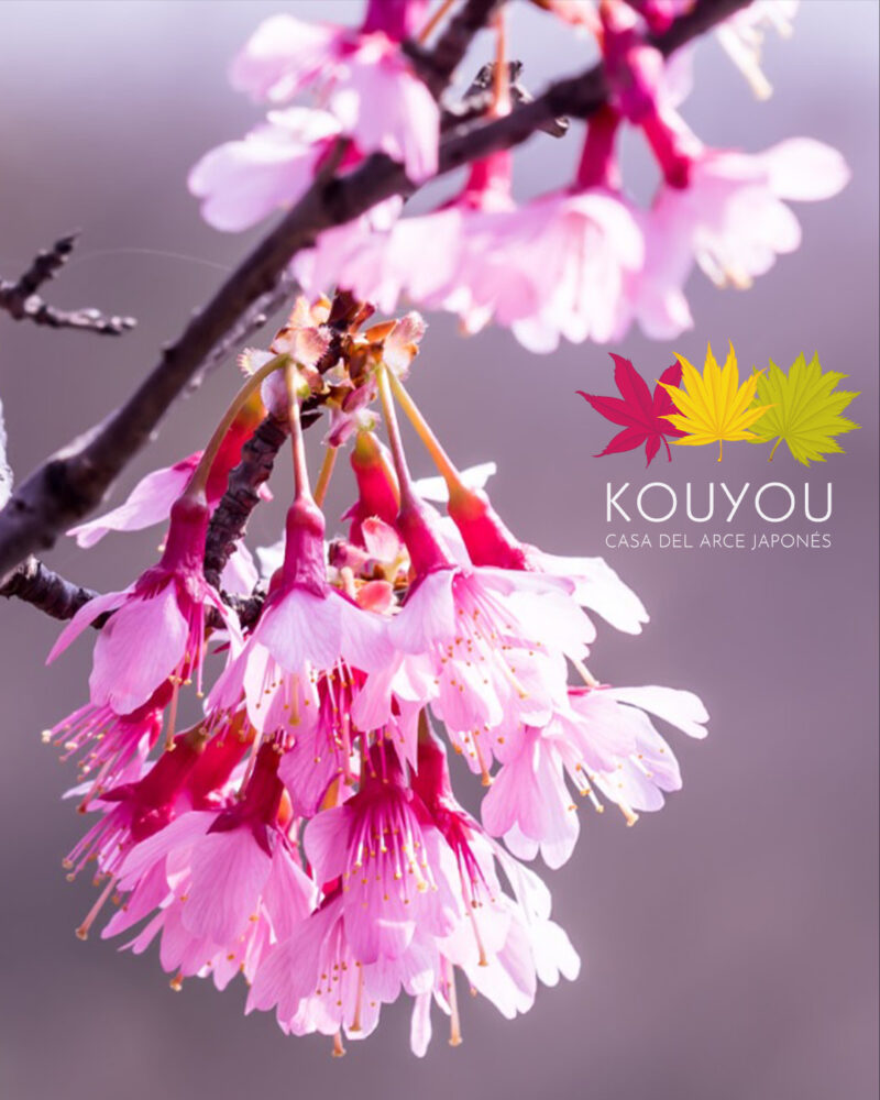 Cerezo 'Okame' - Prunus x incamp 'Okame'