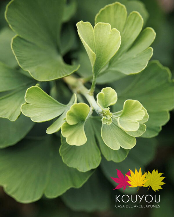 Ginkgo Biloba 'Jade Butterflies'