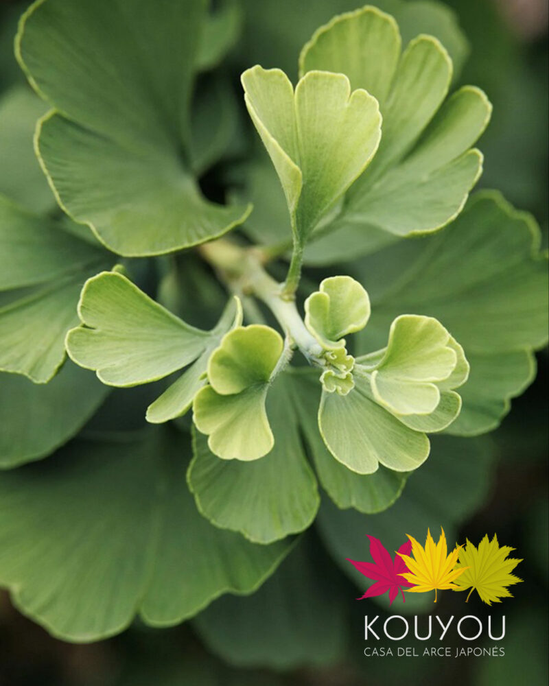 Ginkgo Biloba 'Jade Butterflies'