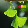 Ginkgo Biloba (Seedling)