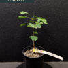 Ginkgo Biloba (Seedling)