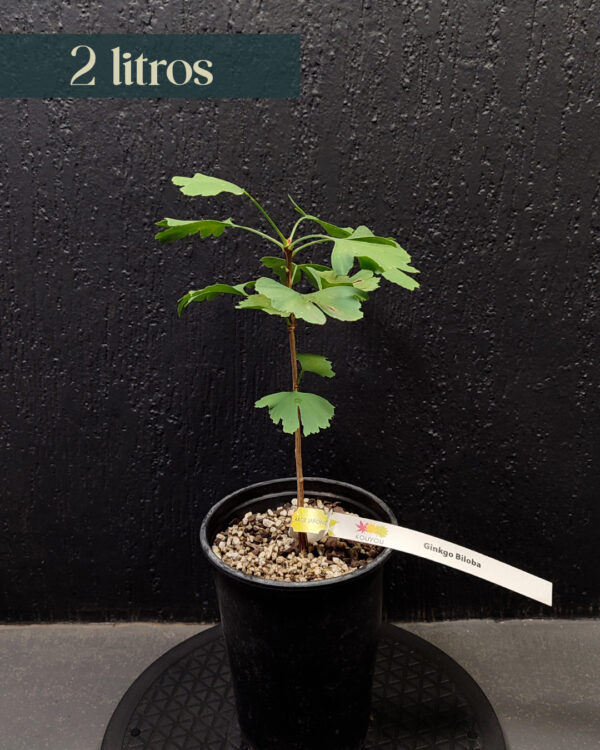Ginkgo Biloba (Seedling)
